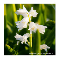 Jacinthe des bois blanche - Hyacinthoides hispanica - 10 bulbes - BIO