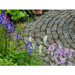 Hyacinthoides hispanica - Jacinthe des bois - mélange bleu-rose-blanc - 10 bulbes - BIO