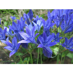 Triteleia laxa - Brodiae 'Corrina' - 10 bulbes - BIO