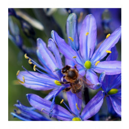 Camassia leichtlinii 'Caerulea' - Lys de prairie - 3 bulbes - BIO
