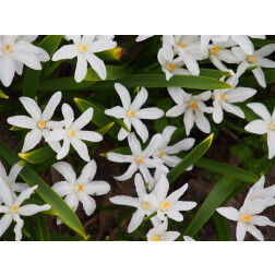 Chionodoxa luciliae 'Alba' - Gloire des Neiges - 10 bulbes - BIO