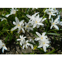 Chionodoxa luciliae 'Alba' - Gloire des Neiges - 10 bulbes - BIO