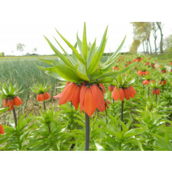 Couronne impériale - Fritillaria imperialis William Rex - 3 bulbes - BIO