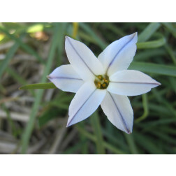 Etoile de Printemps - Ipheion uniflorum 'Wisley Blue' - 10 bulbes - BIO