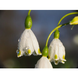 Leucojum aestivum 'Gravetye Giant' - Nivéole d'été - 5 bulbes - BIO