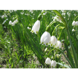 Leucojum aestivum 'Gravetye Giant' - Nivéole d'été - 5 bulbes - BIO
