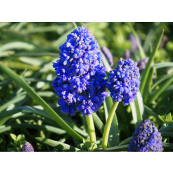Muscari armeniacum 'Fantasy Creation' - 10 bulbes - BIO