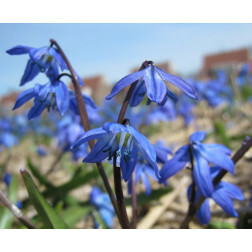 Scilla siberica - 10 bulbes - BIO