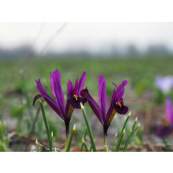 Iris reticulata 'J.S.Dijt' - 10 bulbes - BIO