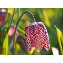 Fritillaria meleagris - Fritillaire pintade - 10 bulbes - BIO