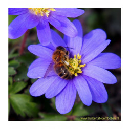Anemone blanda - Blue shades - 10 bulbes - BIO