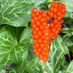 Arum italicum - Arum d'Italie - 5 bulbes - BIO