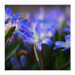 Chionodoxa forbesii 'Blue Giant' - Gloire des Neiges Bleue - 10 bulbes - BIO