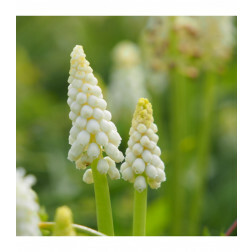 Muscari botryoides 'Album' - Jacinthe de raisin blanche -10 bulbes - BIO