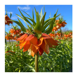 Fritillaria eduardii - Couronne impériale 'Sunrise' - 1 bulbe - BIO