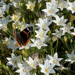 Triteleia laxa - Brodiaea 'Silver Queen' - 10 bulbes - BIO