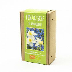 Choix de bulbes d'Ella - Narcisses blanches et scilles bleues - 30 bulbes - BIO