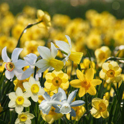 Mélange de jonquilles joyeuses - 25 bulbes - BIO