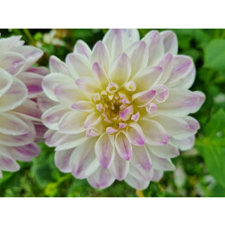 Dahlia - Wittem - 5 pièces - BIO