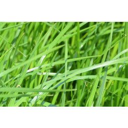 Ray-grass anglais - Lolium perenne - Astonhockey - 25kg - BIO