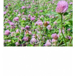Trèfle rouge – Trifolium pratense - Titus - 25kg - BIO