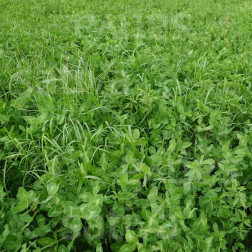 Mélange trèfle-prairie 1 – 20kg - BIO