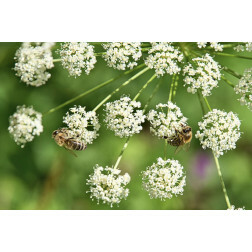 Carum carvi - Cumin des prés - 1kg - BIO