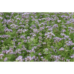 Phacélie – Phacelia tanacetifolia - Balo - 10kg – BIO