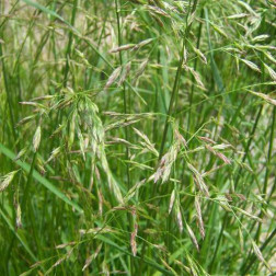 Fétuque élevé - Festuca arundinacea - Swaj - 10kg - BIO