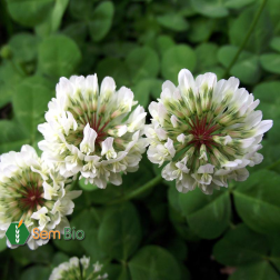 Trèfle blanc – Trifolium repens – SW Hebe - 10kg – BIO