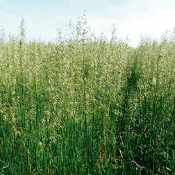 Avoine rude - Avena strigosa - Pratex - 25kg - BIO