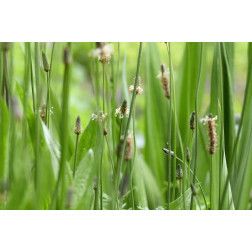 Plantago lanceolata - Plantain lancéolé - 1kg - BIO