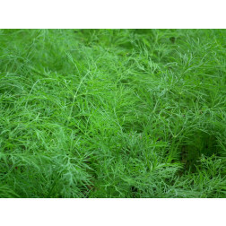 Anethum graveolens - Aneth - 1kg - BIO