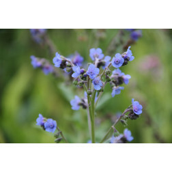 Cynoglossum amabile - Myosotis de Chine - Firmament - BIO