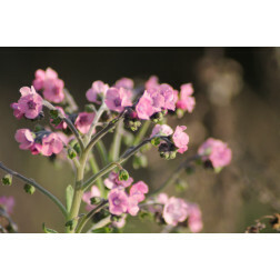 Cynoglossum amabile - Myosotis de Chine - mélange rose-bleu - BIO