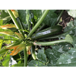 Courgette - Mutabile - BIO