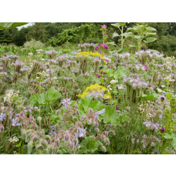 Mélange de fleurs de bordure - Buffet pour insectes - 30 g à 10 kg - BIO