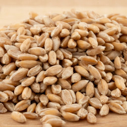 Épeautre (Dinkel) - germable - 1 kg - BIO