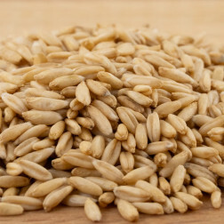 Avoine nue - germable - 1 kg - BIO