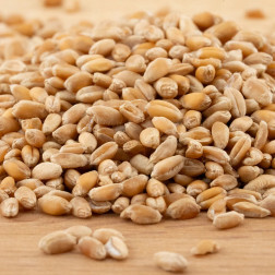 Blé - germable - 1 kg - BIO