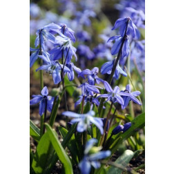Scilla Siberica 6/+ - 10 bulbes*