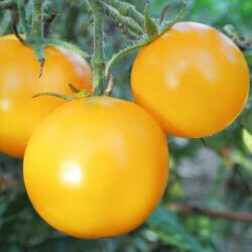 Tomate - Hahnstown Yellow - BIO
