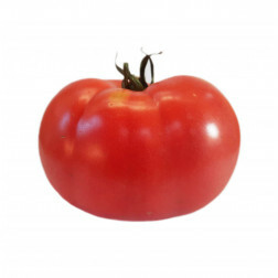 Tomate - Berner Rose - BIO