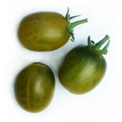 Tomate - Prune Verte - BIO