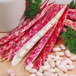 Haricot sec - Stokkieviets - BIO