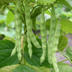 Haricot à rames - Mechelse Tros - BIO