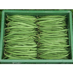 Haricot nain - Marona - BIODYNAMIQUE