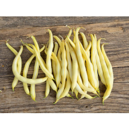 Haricot nain jaune - Helios - BIODYNAMIQUE