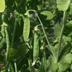 Pois mangetout - à rames - Hendriks - BIO