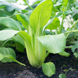 Chou de chine Pak Choi - Taisai - BIO